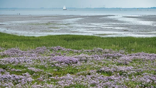 Salz, Stürme und das Meer: Aufstieg und Fall der mittelalterlichen nordfriesischen Küstenlandschaft (